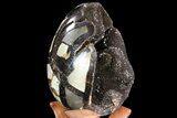 Septarian Dragon Egg Geode - Black Crystals #71994-3